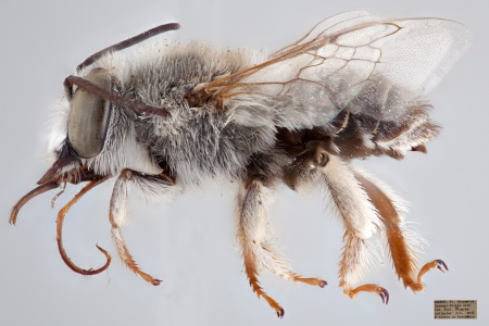[Canephorula apiformis male (lateral/side view) thumbnail]